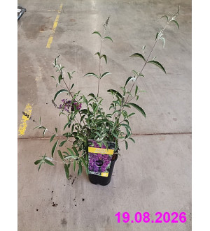Buddleja dav. 'Nanho Purple' C 1,4 L